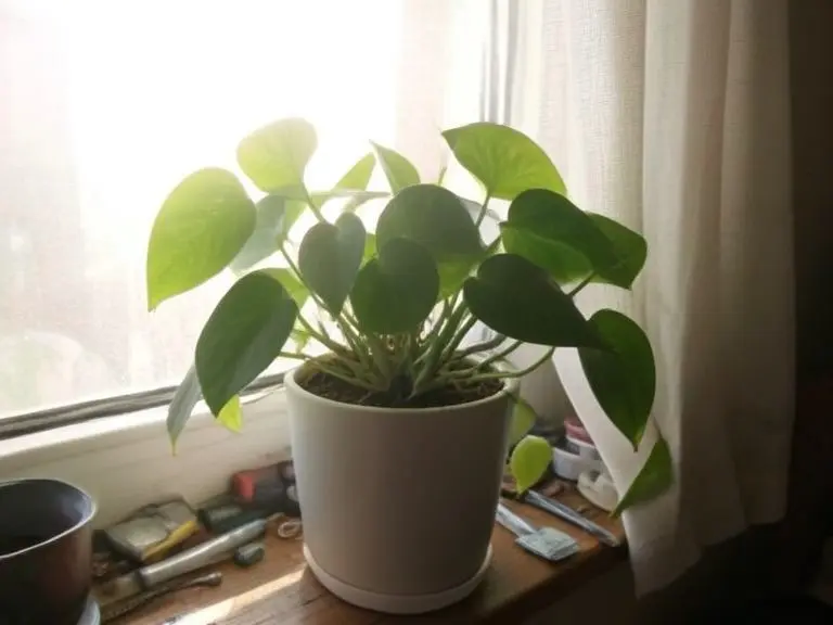 Green pothos in a white pot on a cluttered windowsill with a curtain and bright backlight