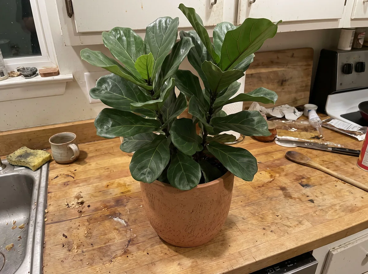 Phone photo before AI Plant Product Photography for Plants and Flowers